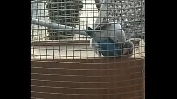 クリプトコッカス症-明日がないように鳩のクソを運ぶ。投稿者：ペドロサラドール。